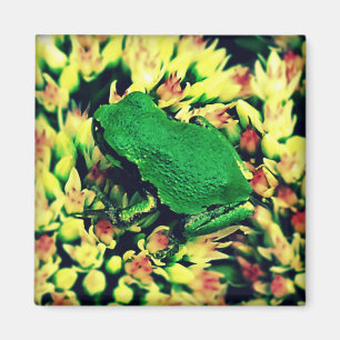 Aimant Petite grenouille