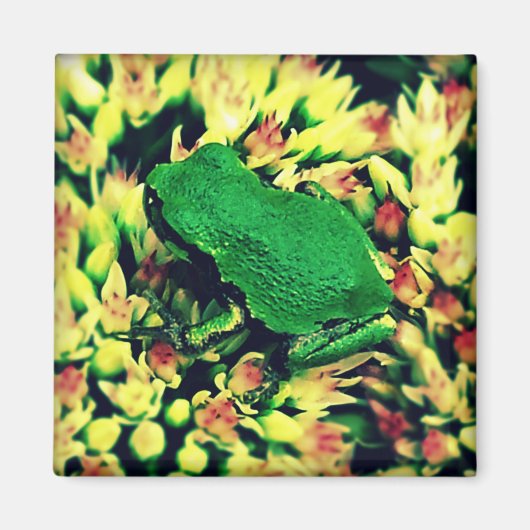 Aimant Petite grenouille (Devant)