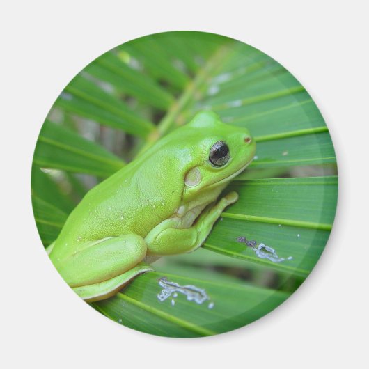 Aimant Petite grenouille verte (Devant)