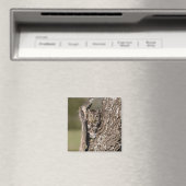 Aimant Petite Nyctale (In Situ (Lave-vaisselle))