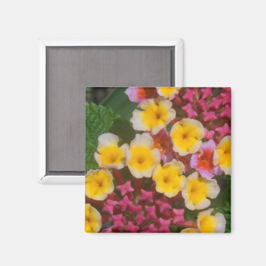 Aimant Petites Fleurs Tropicales Jaunes Aux Bureaux Roses (Recto/Verso)