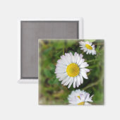 Aimant Petites marguerites (Recto/Verso)