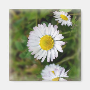 Aimant Petites marguerites