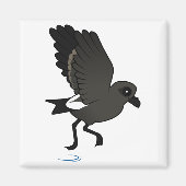 Aimant Pétrel orageux de Leach (flutter) (Devant)