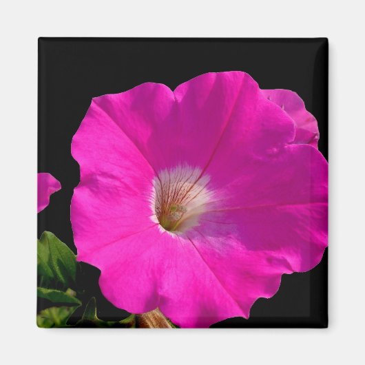 Aimant pétunia rose (Devant)