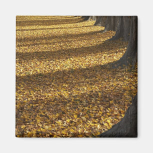 Aimant Peupliers en automne, lac Wanaka, Otago,