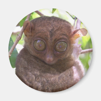 Aimant Philippine Tarsier