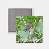 Aimant Phoebe Flycatcher (Recto/Verso)