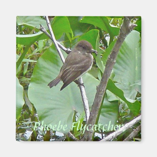 Aimant Phoebe Flycatcher (Devant)