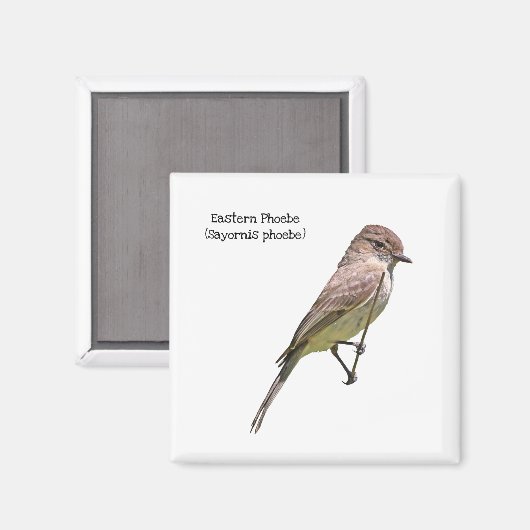 Aimant Phoebe orientale (Recto/Verso)