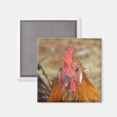 Aimant Phoenix met la caméra hors tension (Recto/Verso)