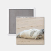 Aimant Phoque mignon posant sur une plage (Recto/Verso)