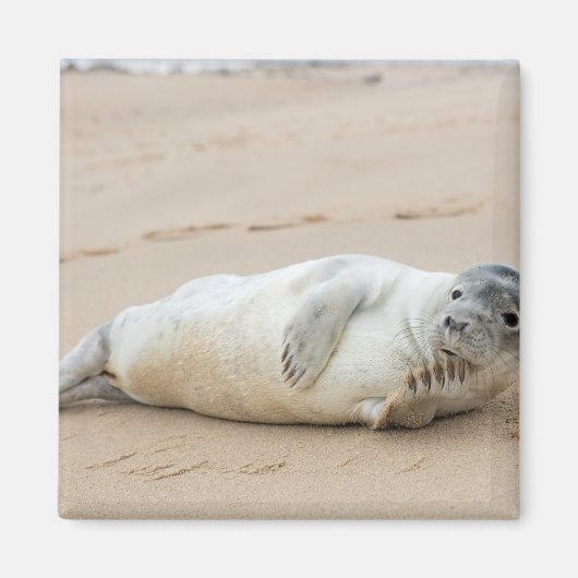 Aimant Phoque mignon posant sur une plage (Devant)