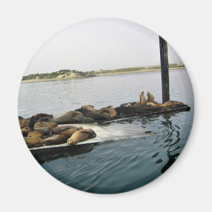 Aimant Phoques du port, Morro Bay, Californie