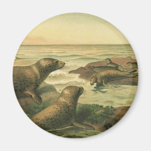 Aimant Phoques léopards, Animaux aquatiques vintage Vie m