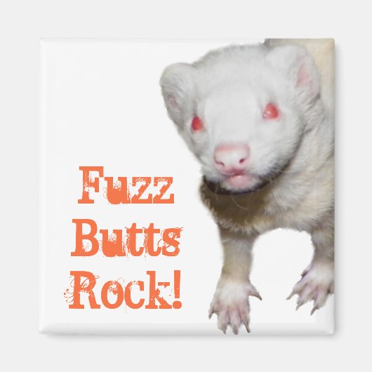 Aimant Photo Albino Ferret (Devant)