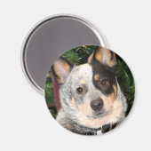 Aimant Photo Australian Cattle Dog (Recto/Verso)