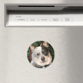 Aimant Photo Australian Cattle Dog (In Situ (Lave-vaisselle))