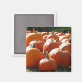 Aimant Photo citrouille pour automne, Halloween ou Thanks (Recto/Verso)