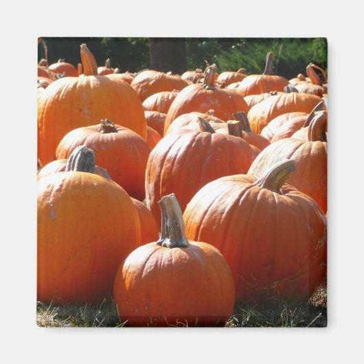 Aimant Photo citrouille pour automne, Halloween ou Thanks (Devant)