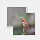 Aimant Photo Colibri (Recto/Verso)
