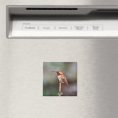 Aimant Photo Colibri (In Situ (Lave-vaisselle))
