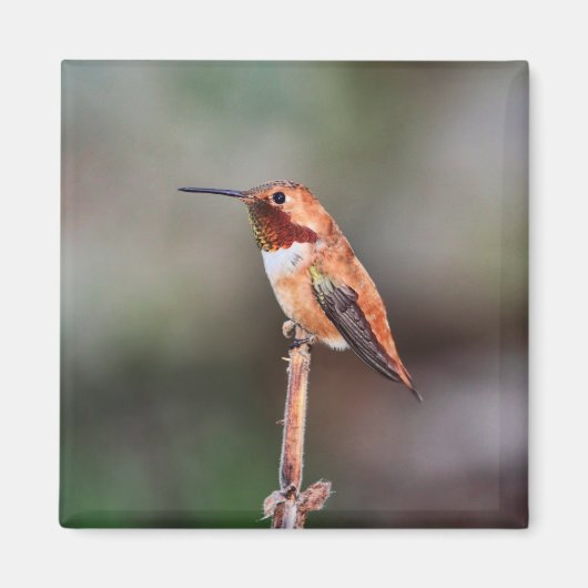 Aimant Photo Colibri (Devant)