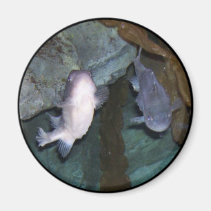 Aimant Photo d'aimant de poisson Yin Yang