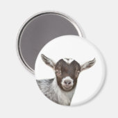 Aimant Photo d'animal de ferme mignon de chèvre (Recto/Verso)