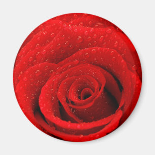 Aimant Photo d'arrière - plan de rose rouge