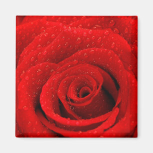 Aimant Photo d'arrière - plan de rose rouge