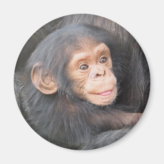 Aimant Photo de bébé chimpanzé mignon (Devant)