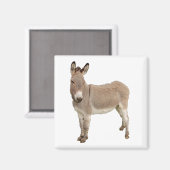 Aimant Photo de Burro à Donkey Cute (Recto/Verso)