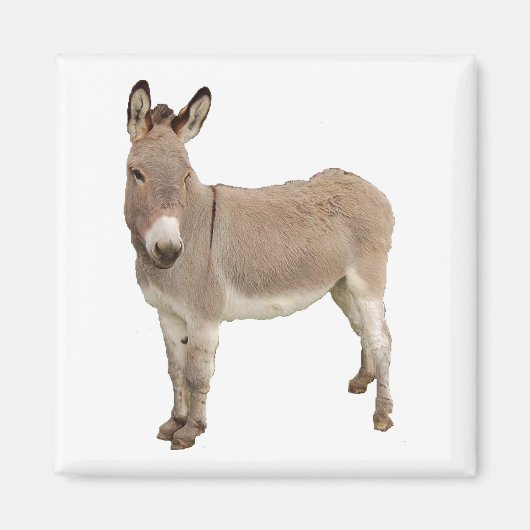 Aimant Photo de Burro à Donkey Cute (Devant)