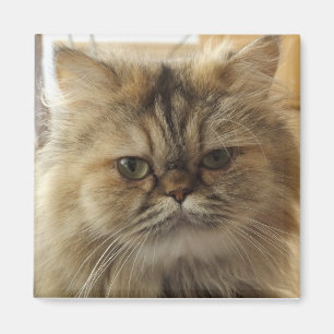 AIMANT PHOTO DE CHAT PERSONNALISÉE