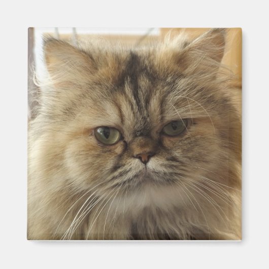 AIMANT PHOTO DE CHAT PERSONNALISÉE (Devant)
