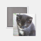 Aimant Photo de chaton noir et blanc (Recto/Verso)