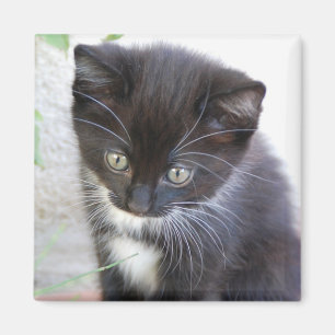 Aimant Photo de chaton noir et blanc