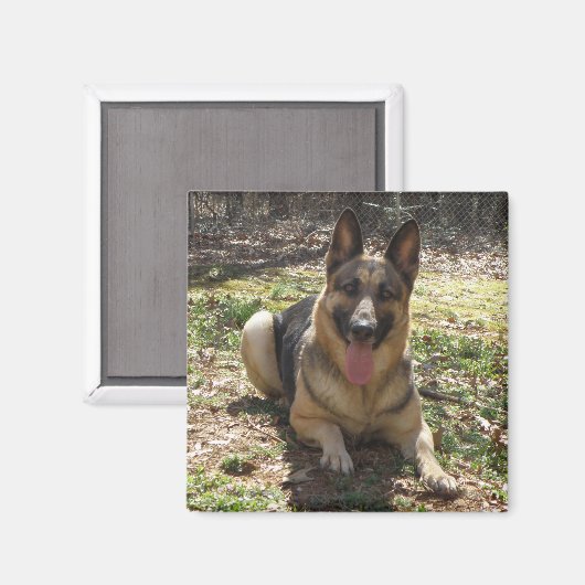 Aimant photo de chien berger allemand (Recto/Verso)