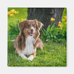 Aimant Photo de chien de berger australien moderne person