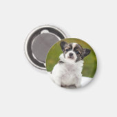 Aimant Photo de chiot Chihuahua (Recto/Verso)