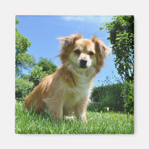 Aimant Photo de chiot mignon dans un jardin
