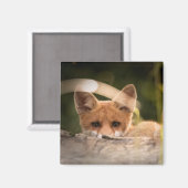 Aimant Photo de Cute Little Orange Fox (Recto/Verso)