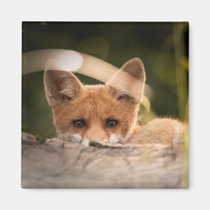 Aimant Photo de Cute Little Orange Fox