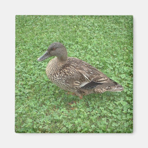 Aimant Photo de femelle de canard de Mallard