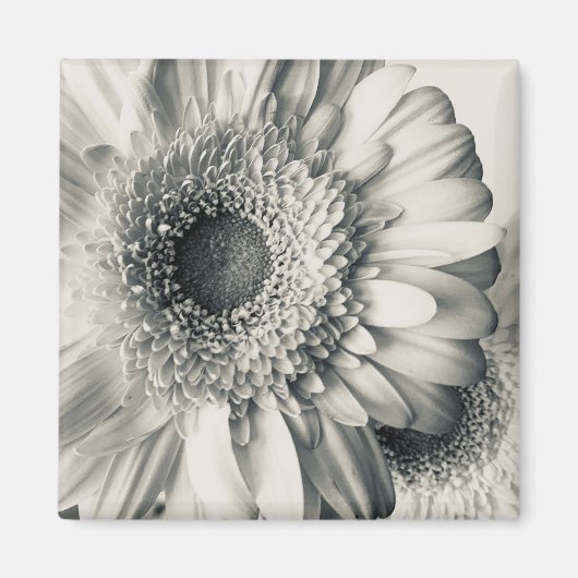 Aimant Photo de fleur de marguerite noir blanc (Devant)