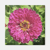Aimant Photo de fleur de Zinnia vive (Devant)
