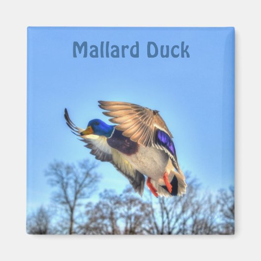 Aimant Photo de la faune de Mallard Duck pour les amateur (Devant)