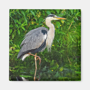 Aimant Photo de la faune du Grand Héron Bleu
