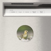 Aimant Photo de la nature de Gosling (In Situ (Lave-vaisselle))